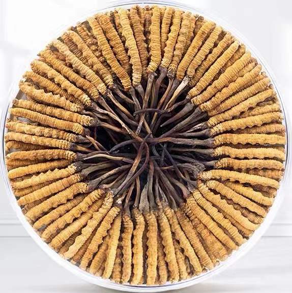 沙雅冬虫夏草回收